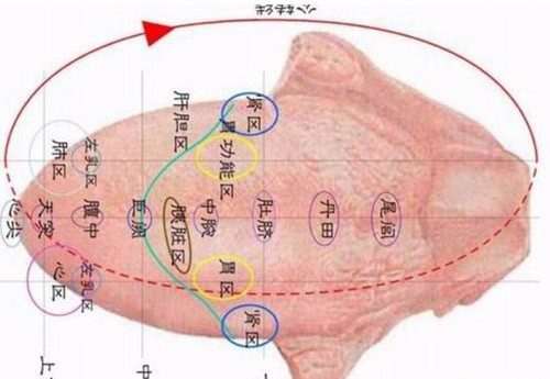 如何挑选舌面象仪